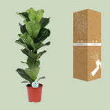 Ficus Lyrata