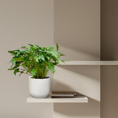 Philodendron Xanadu