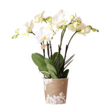 Witte Phalaenopsis orchidee
