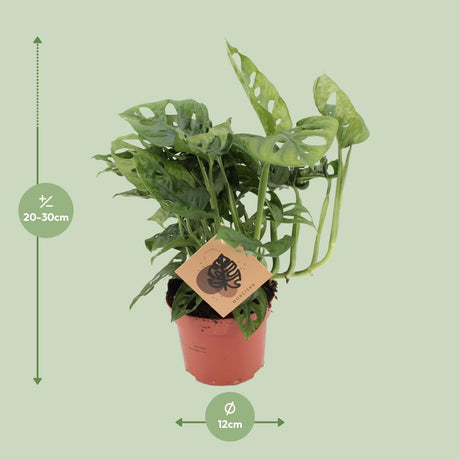Monstera Monkey