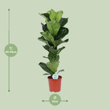 Ficus Lyrata