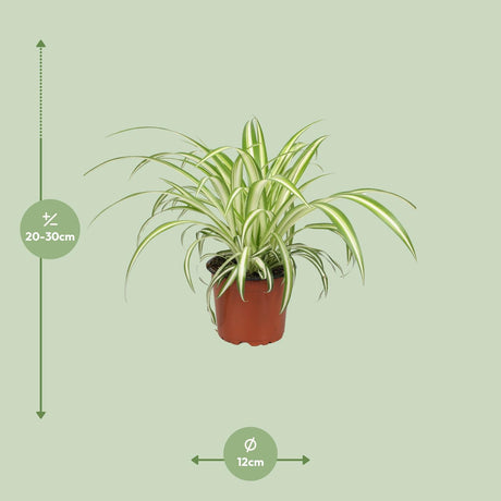 Chlorophytum