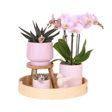 Roze Orchidee set