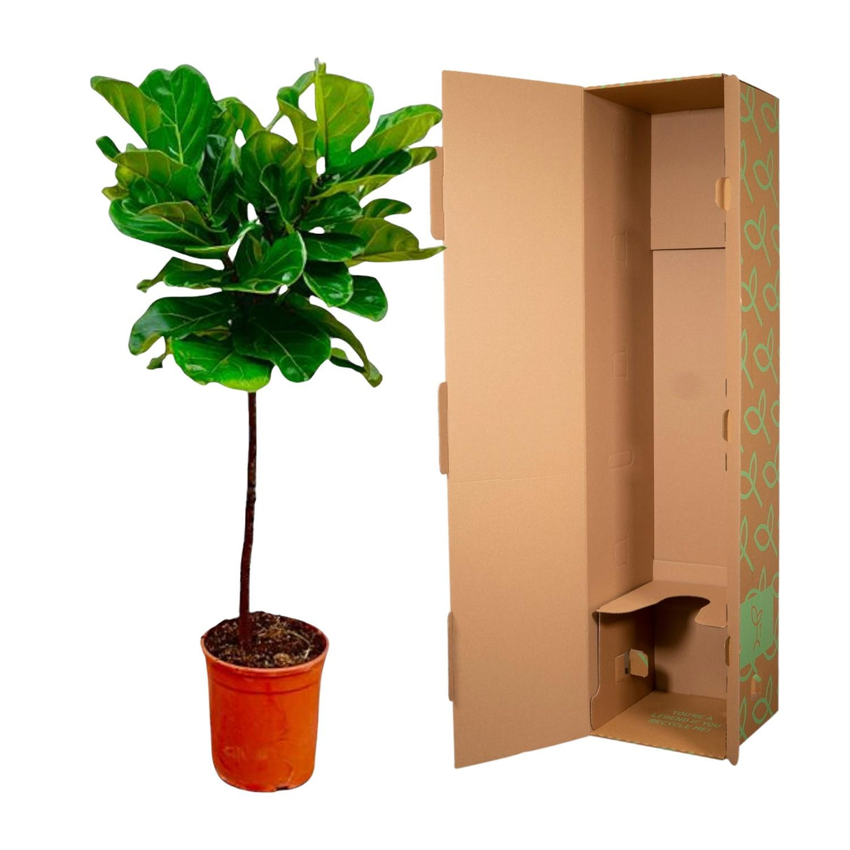 Ficus Lyrata stam