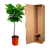 Ficus Lyrata stam