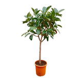 Ficus Elastica  Robusta op stam