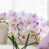 Roze Orchidee set