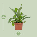 Platycerium