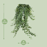 Hedera Helix Pitsburg