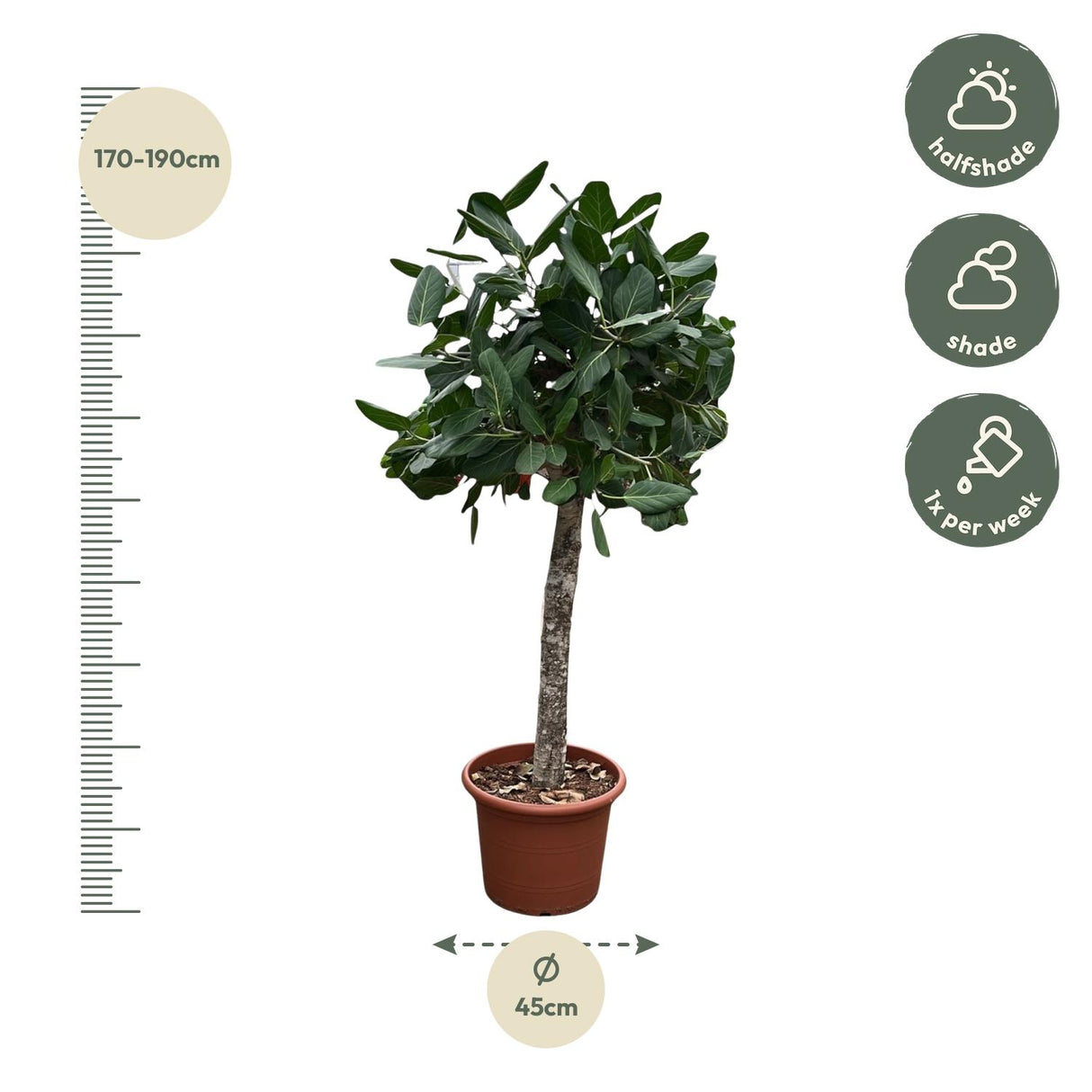 Ficus Benghalensis boom