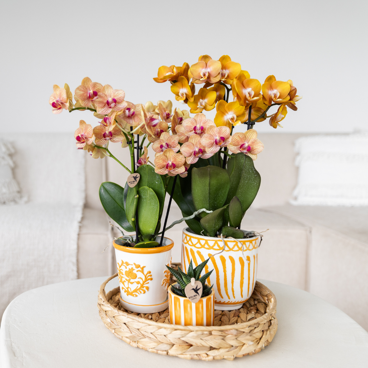 Plantenset met 2 oranje Phalaenopsis Orchideeën