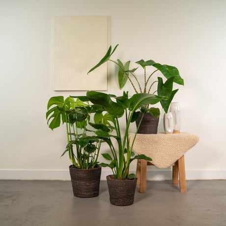 Urban Jungle Set (3 stuks)