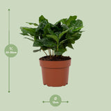 Coffea Arabica