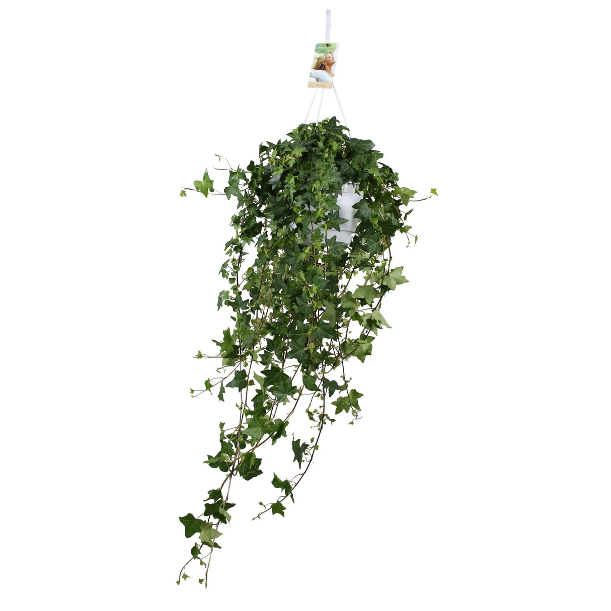 Hedera Helix Pitsburg