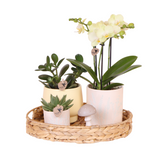 Gele Phalaenopsis orchideeën set