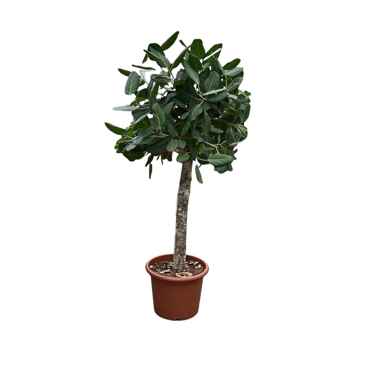 Ficus Benghalensis boom