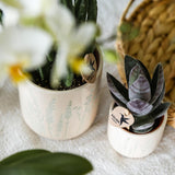 Gele Phalaenopsis orchideeën set