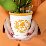 Plantenset met 2 oranje Phalaenopsis Orchideeën