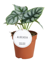 Alocasia Silver Dragon